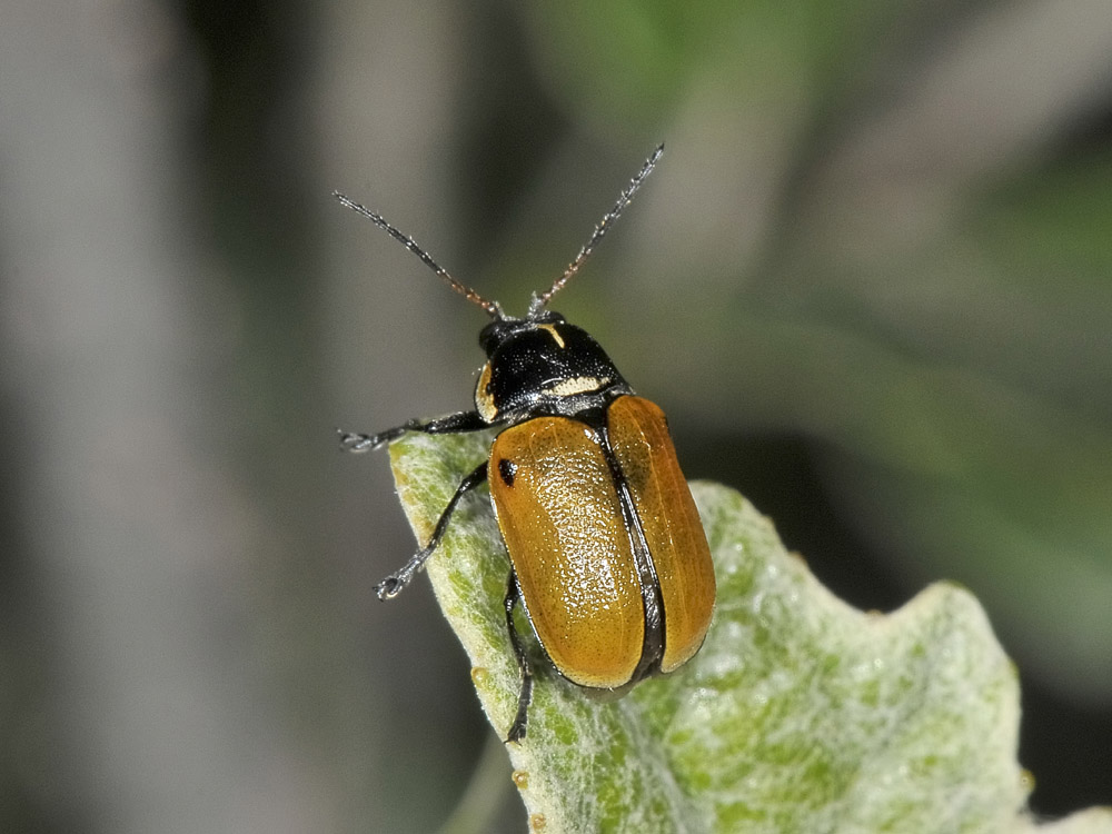 Cryptocephalus variegatus, Chrysomelidae